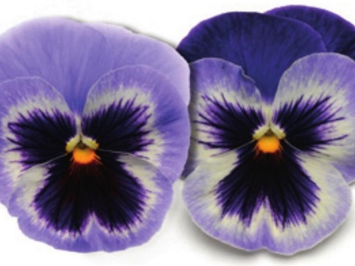 Viola del pensiero fiore grande Bicolore bianco blu