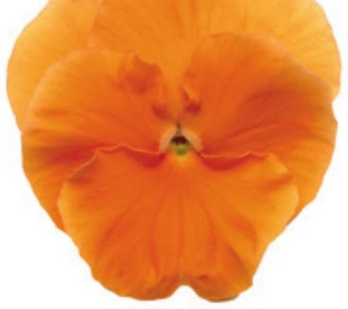 Viola del pensiero fiore grande Arancio puro