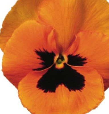 Viola del pensiero fiore grande Arancio occhio