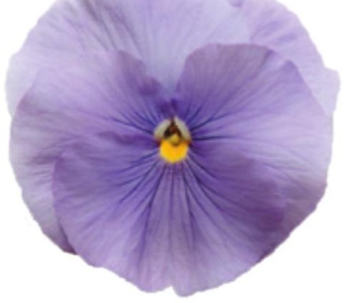 Viola del pensiero fiore grande Azzurro