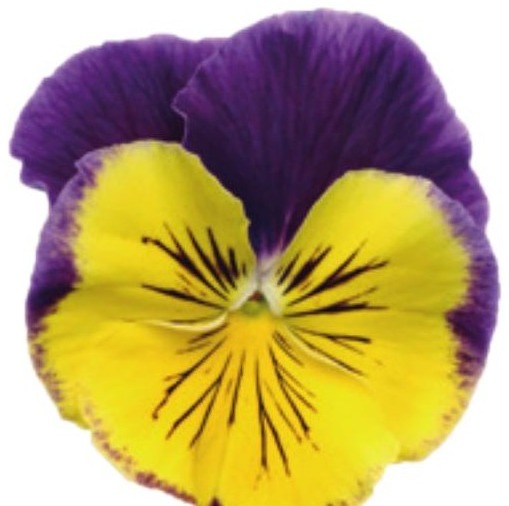 Viola del pensiero fiore grande Bicolore giallo viola