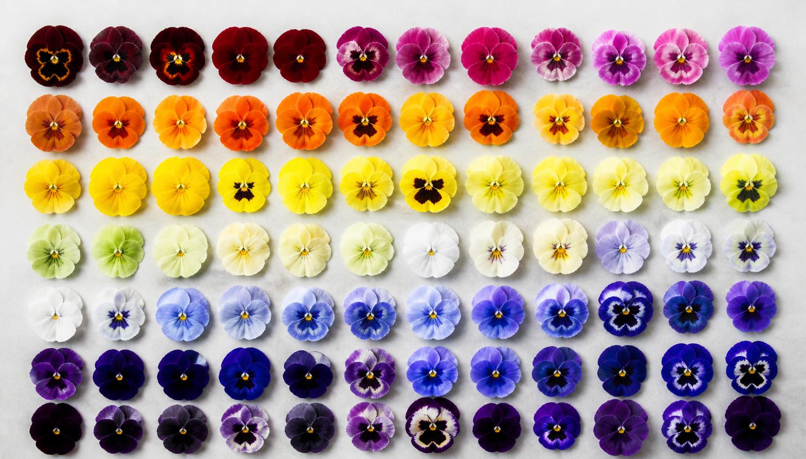 Tutti i colori delle viole del pensiero disponibili in vivaio a Pontevico, dal viola al giallo al bianco