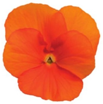 Viola del pensiero fiore piccolo Arancio