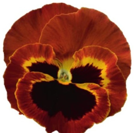 Viola del pensiero fiore grande Surprise Fire