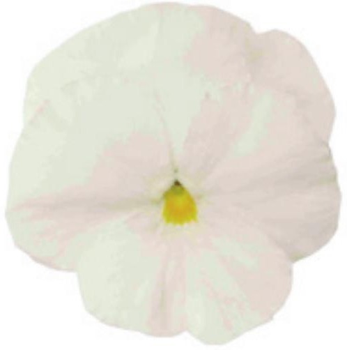 Viola del pensiero fiore grande Bianco puro