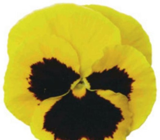 Viola del pensiero fiore grande Giallo occhio